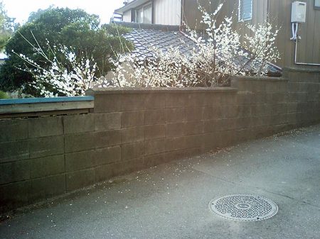 横浜市の汚水マンホールと梅